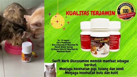 Makanan Kucing Untuk Bulu Dan Kulit