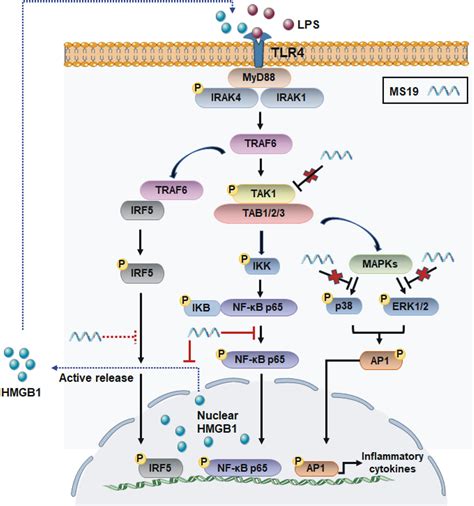 Frontiers A Microsatellite Dna Derived Oligodeoxynucleotide