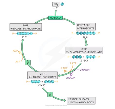 Ch5 Photosynthesis And Respiration Flashcards Quizlet