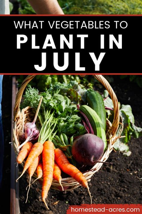 What To Plant In July Perfect Vegetables For July Homestead Acres