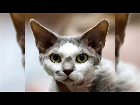 Devon Rex Guía completa sobre precio características salud