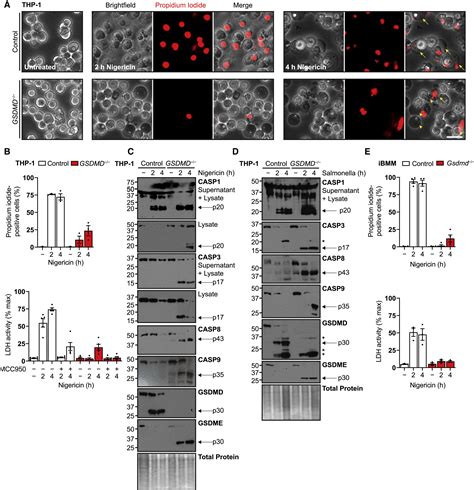 Gasdermin E Permits Interleukin 1 Beta Release In Distinct Sublytic And