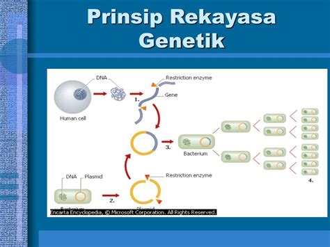 Konsep Terkini Rekayasa Genetik Tumbuhan