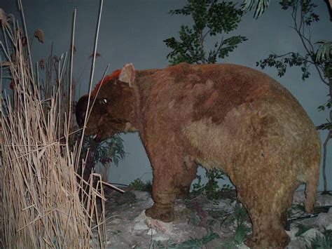 10 Facts About Diprotodon The Giant Wombat