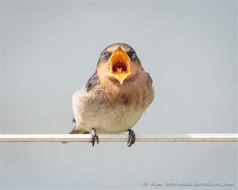 Yawning, preening, posing « lirralirra