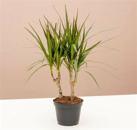 12 Best Dracaena Plants To Grow At Home Petal Republic