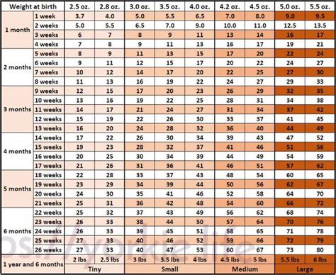 Yorkie growth chart and Yorkshire terrier development stages - Yorkie.Life