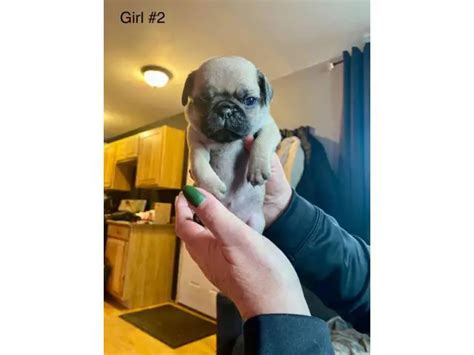 Pug puppies in Kenai - Puppies for Sale Near Me