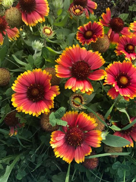 Firewheel Flower Seeds Best Flower Site