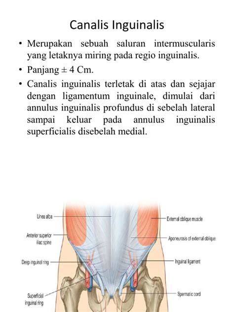 Canalis Inguinalis