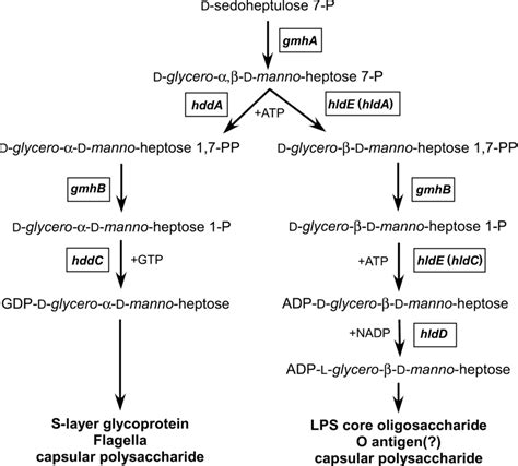 Pathways For The Biosynthesis Of The Nucleotide Activated Download Scientific Diagram