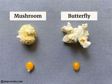 Popcorn Vs Corn 7 Key Differences You Need To Know Popcornity