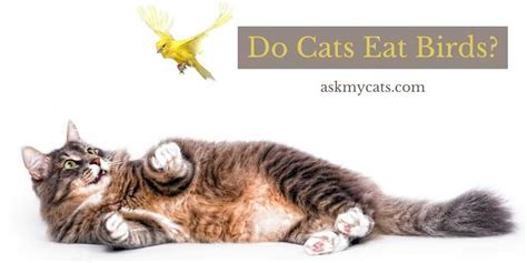 Do Cats Eat Birds? Will They Attack Them?