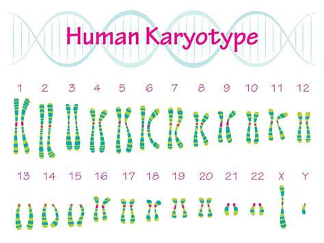 Human Karyotype Diagram 11990655 Vector Art At Vecteezy