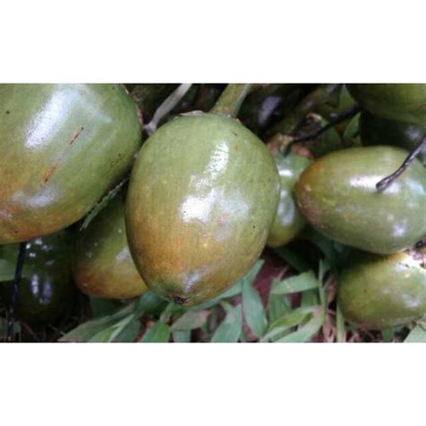 Jual Kg Buah Pinang Tua Utuh Segar Herbal Shopee Indonesia