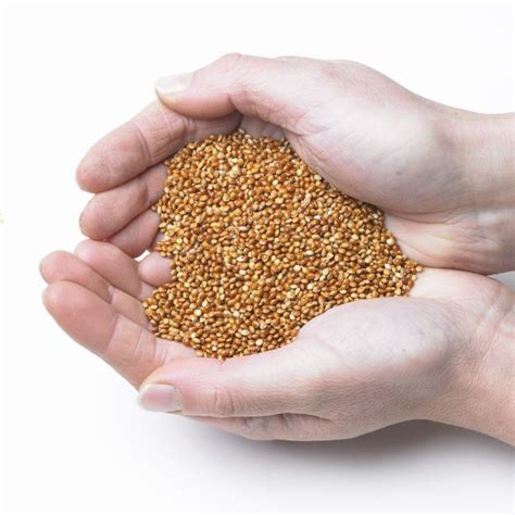 Red Millet Bird Seed Buy Online At Vine House Farm