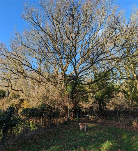 Naked Oak Bob Harvey Geograph Britain And Ireland