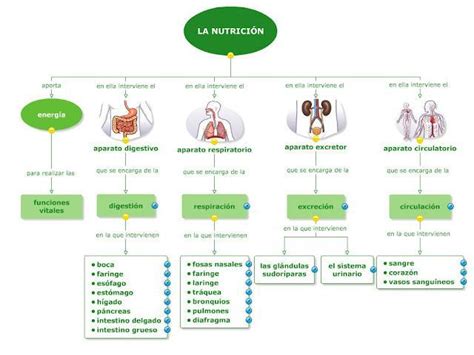 Explica Con Tus Compa Eros Y Compa Eras Mediante Un Esquema El Proceso