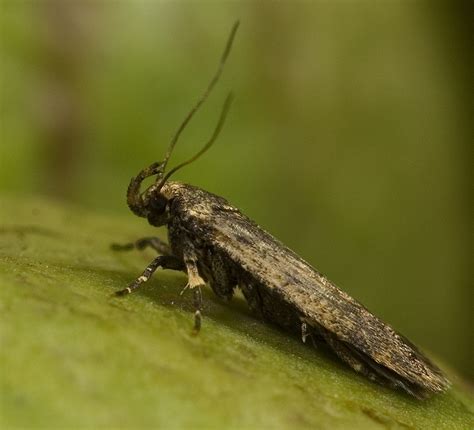 pink bollworm adult - Entomology Today