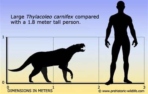 Thylacoleo | Prehistoric animals, Prehistoric wildlife, Placental mammal