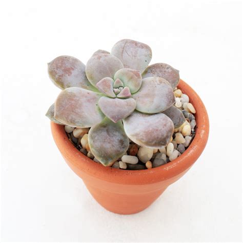 Graptopetalum Superbum Pentandrum For Sale With Care Guide Succulent