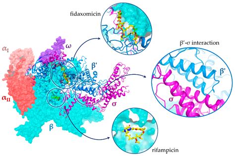 Antibiotics Free Full Text An Optimized Workflow For The Discovery Of New Antimicrobial