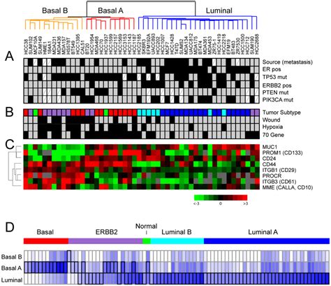 Subtype Specific Expression And Molecular Characteristics A