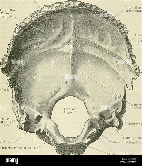 Foramen Ovale Banque De Photographies Et Dimages à Haute Résolution