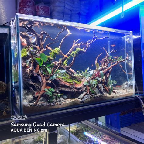 Jual Aquascape Full Set 60x30x35 Natural Kota Bekasi Aqua Bening