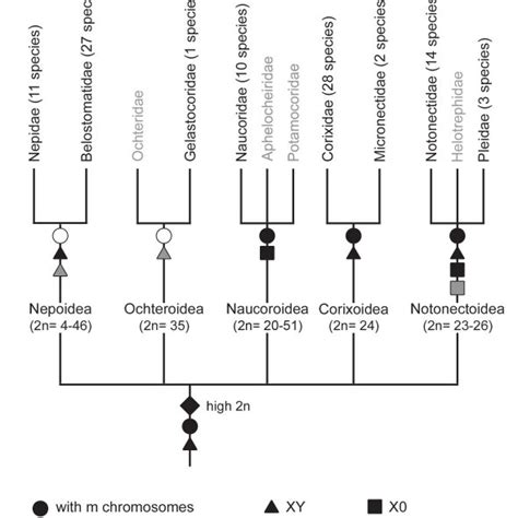 Distribution Of Male Chromosome Numbers Sex Chromosome Systems And