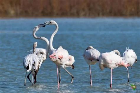 In Toscana Lo Spettacolo Dei Fenicotteri Rosa FOTO