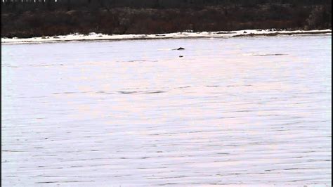 Beluga Whales In The Naknek River King Salmon Alaska Youtube