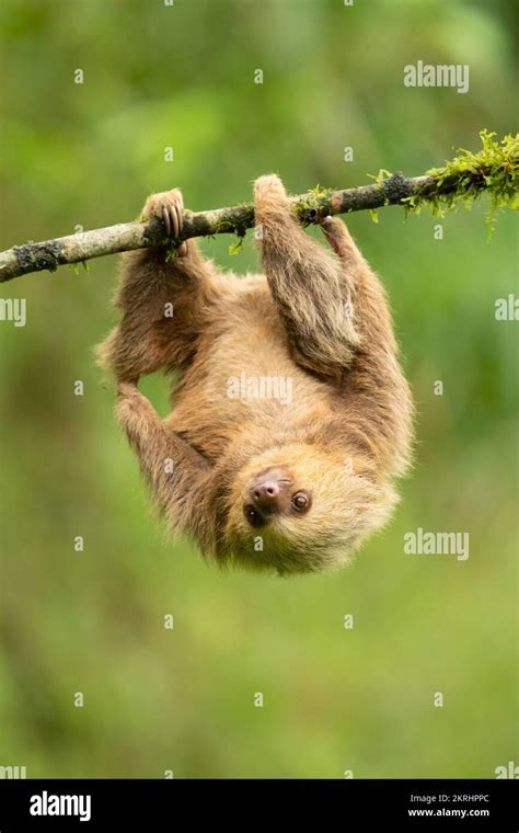 Hoffmann's two-toed sloth Stock Photo - Alamy