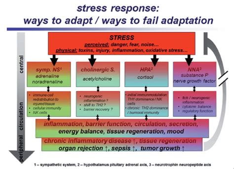 Schematic Representation Of Neuroendocrine Immune Interactions In