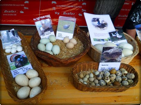 Ist es möglich, im Hochgebirge Eier hart zu kochen? - Xanten