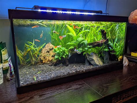 Recently Set Up Community Tank Liters Gallon Off