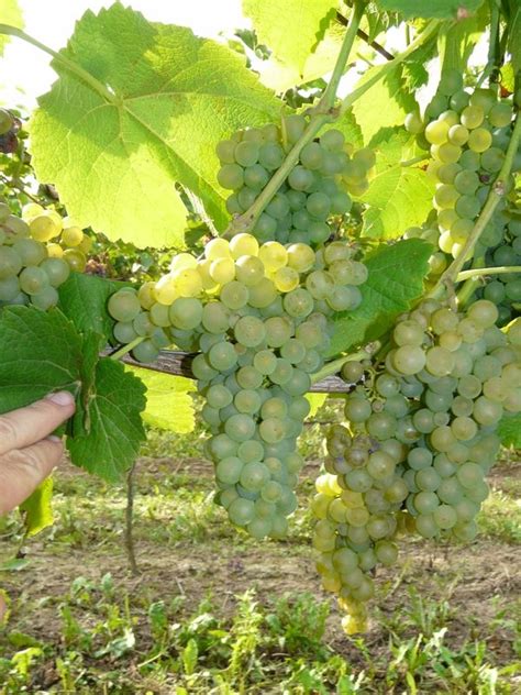 Sadzonki Winoro Li Solaris Najlepsza Na Wino Szt