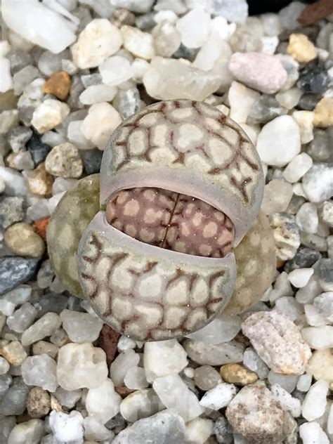 SHPR8972 Lithops Julii Ssp Fulleri C162A Pofadder Cape Province