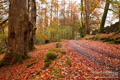 Glenariff Forest Park, Scenic Trail - WalkNI