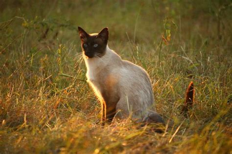 Free Images Nature Grass Prairie Wildlife Kitten Autumn Fauna