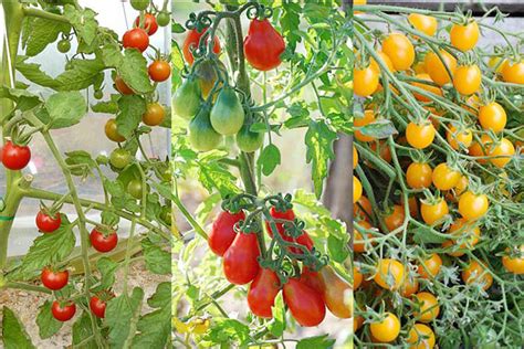 Les Tomates Christiane Et Michel