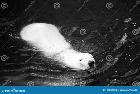 White polar bear swimming stock photo. Image of nature - 103080038