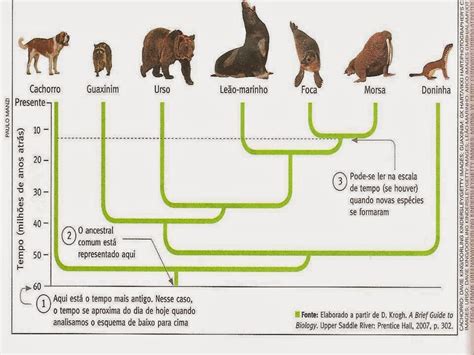 Árvore Filogenética Dos Animais - árvore Filogenética Do Gato - RETOEDU