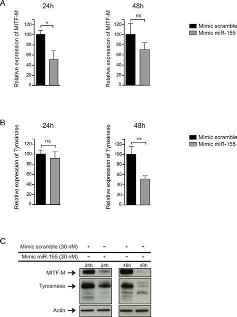 Mir 155 Downregulates Mitf M In Lb2201 Mel Melanoma Cell Line A