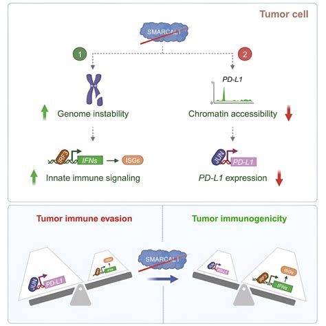 A One Molecule Immune Evasion System New Discovery Could Land One Two