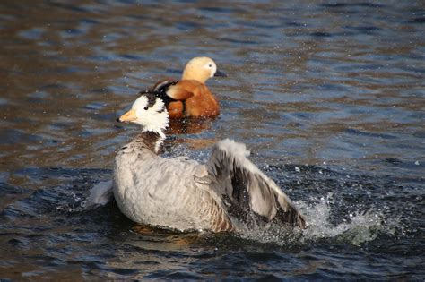 Oie Des Oiseaux Aquatiques Habitat Photo Gratuite Sur Pixabay Pixabay