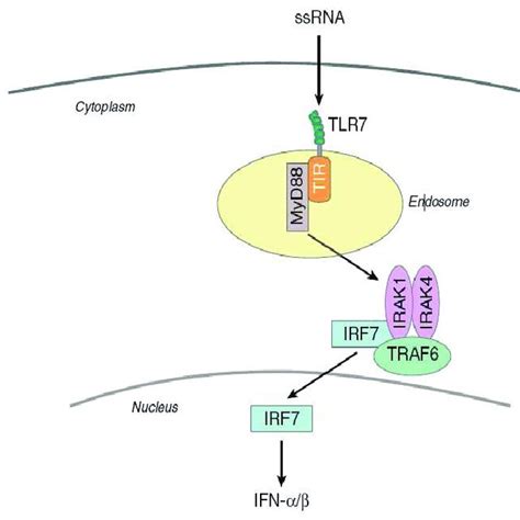 Figure Mechanisms Of Action Of Ribavirin Proposed