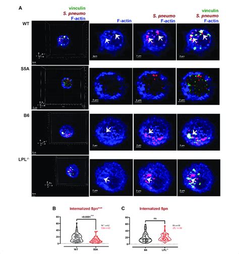 Reduced Internalization Of Spn By AMs Derived From S5A Mice A