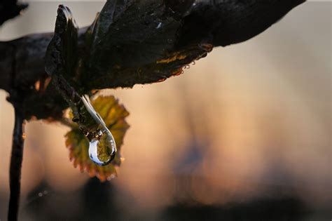 Photo Du Film Les Promesses De L Aube Des Vignerons Face Au Gel