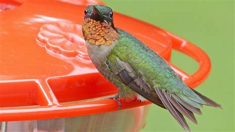 Should I use red food coloring in hummingbird food? | All About Birds